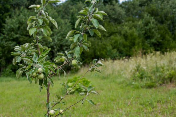 Apple Tree Planting in Cleveland