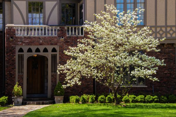 Dogwood Tree Planting in Cleveland